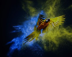 Steni Colour